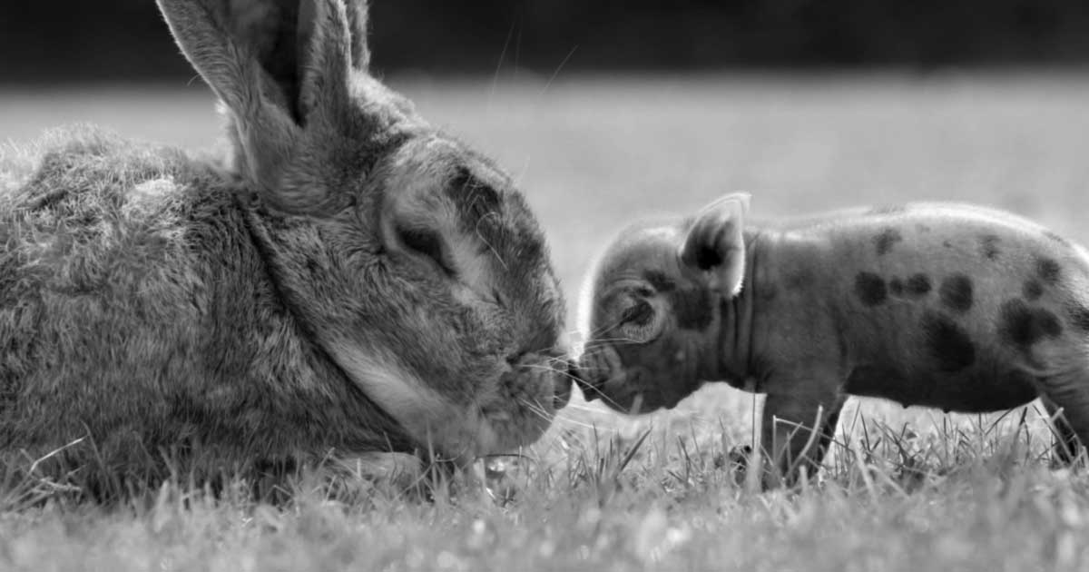 All Animals are Sentient, New Zealand Set an Example!