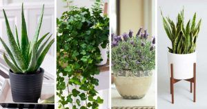 These 4 Plants Will Improve Your Sleep