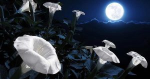 Are You a Night Owl? Here is How You Can Build Your Own Miraculous Moon Garden!