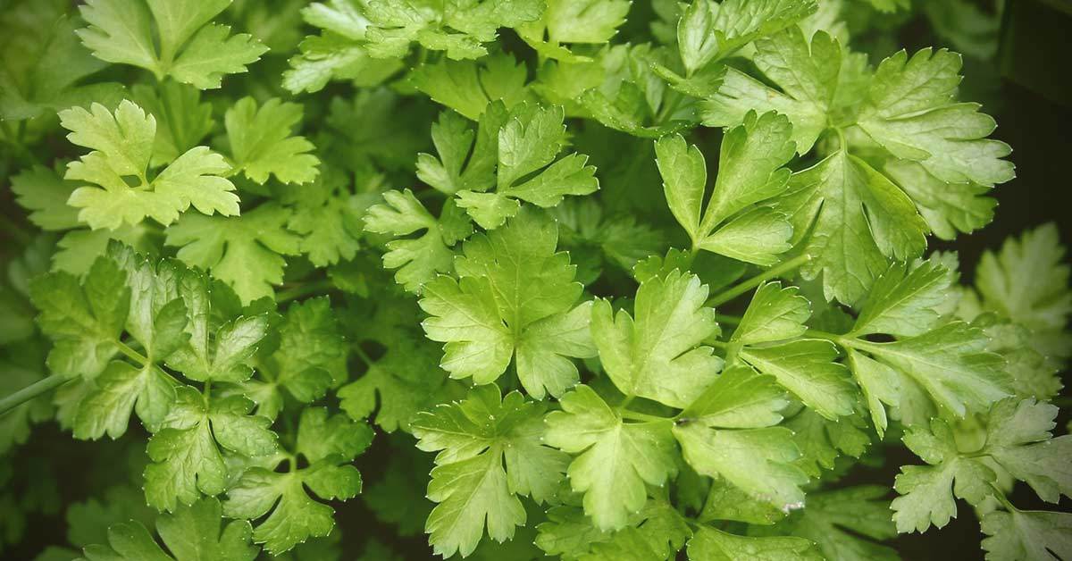 Little Known Health Benefits of Cilantro