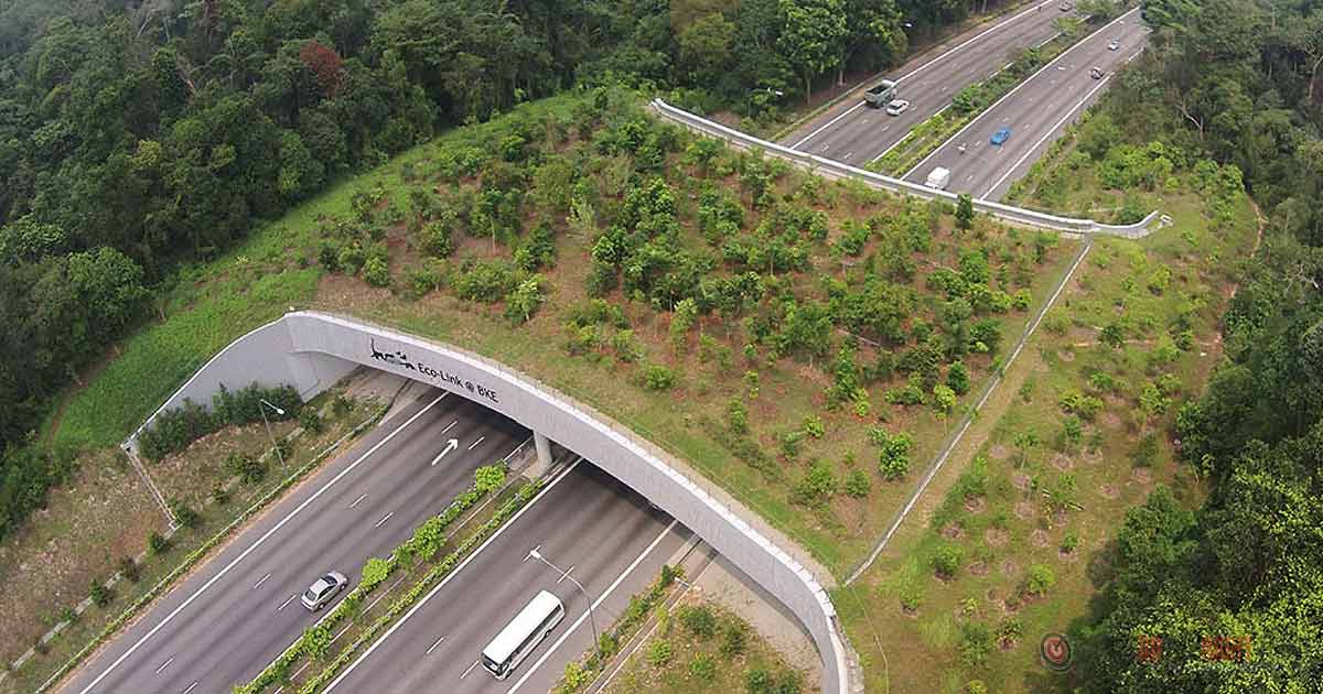 These Incredible Bridges Save Thousands Of Animals Every Year!