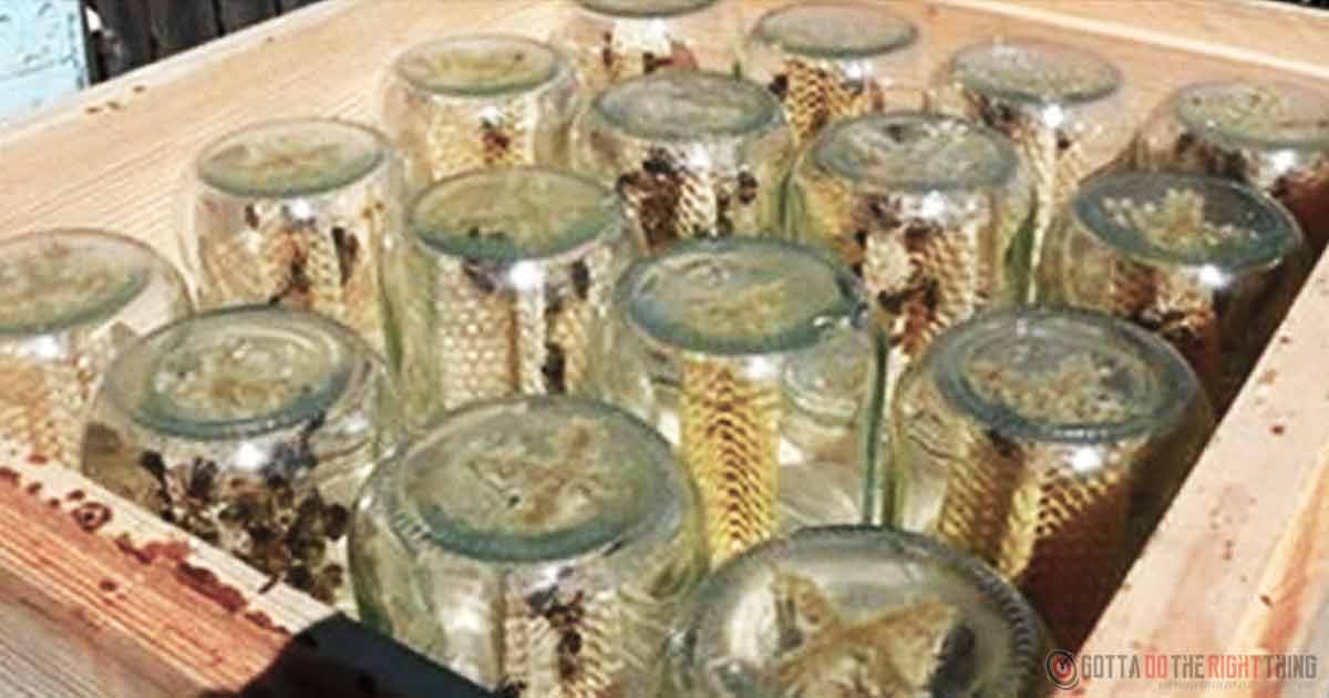 This Homemade Beehive That Saves Bees Is Going Viral