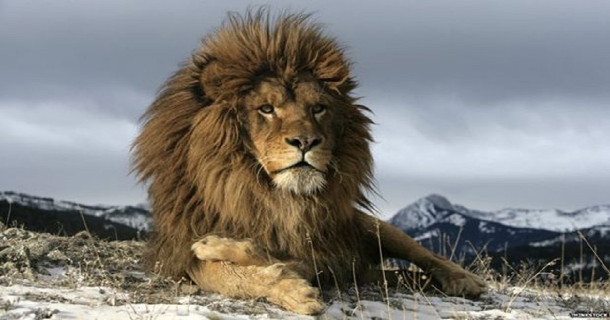 10 Daily Rituals You Should Practice If You Want To Be A Lion In A World Full Of Sheep