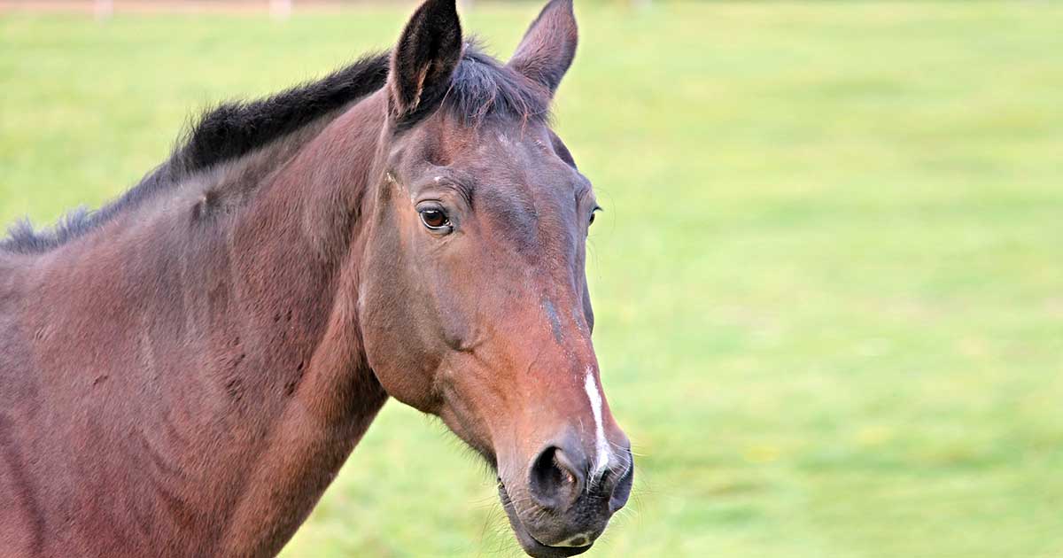 Interesting: Horses Notice When You Are Happy Or Angry, Studies Say