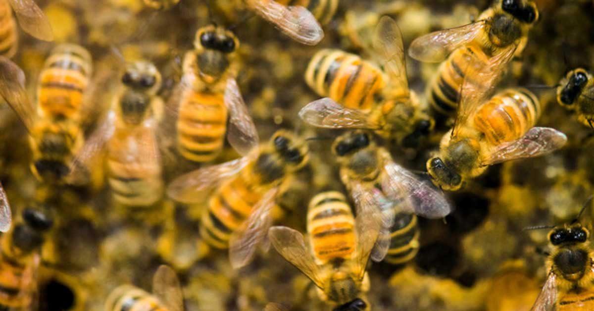 Iowa Boys Charged In Connection With Death Of Half A Million Honey Bees