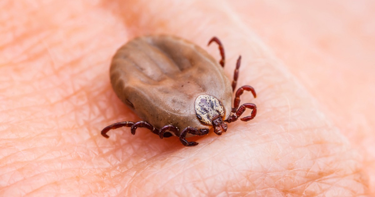 https://gottadotherightthing.com/wp-content/uploads/2018/01/Keep-Ticks-Off-While-Being-Outdoors-With-This-SIMPLE-Trick.jpg