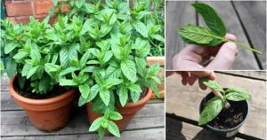 12 Health Benefits Of Mint & How To Grow It At Home