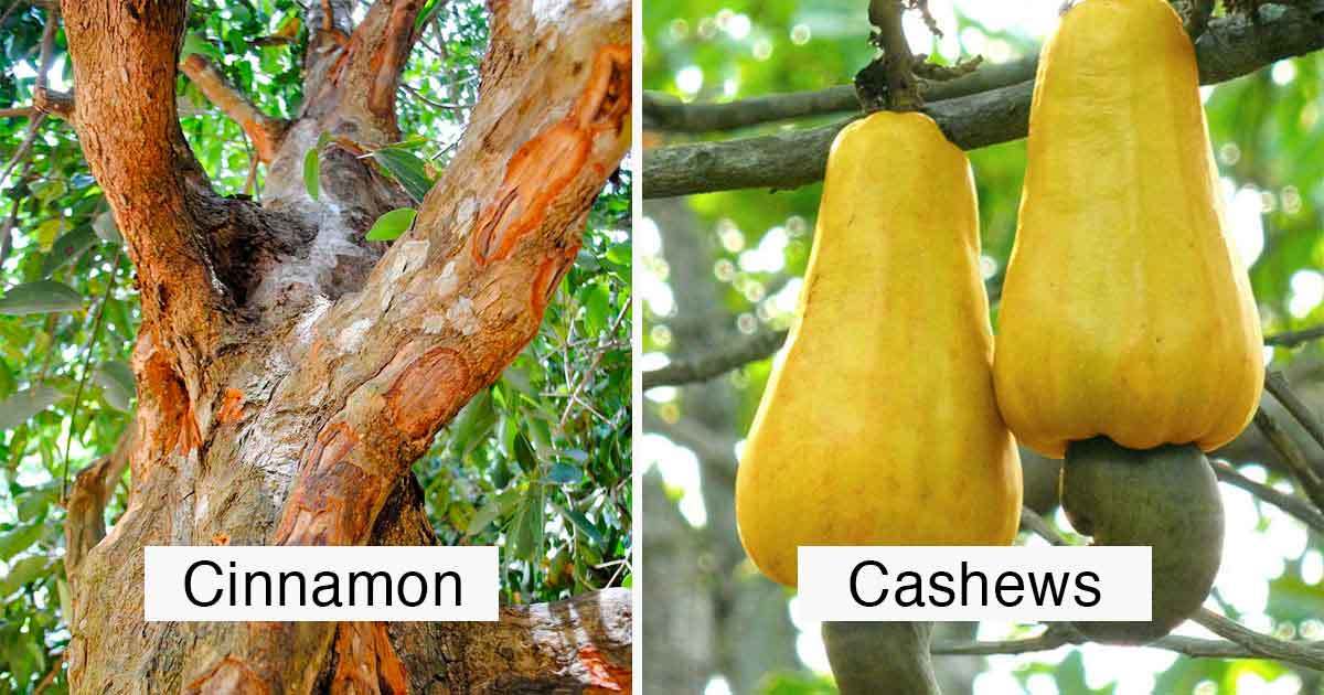 15 Photos That Show You Have No Idea How Food Is Grown