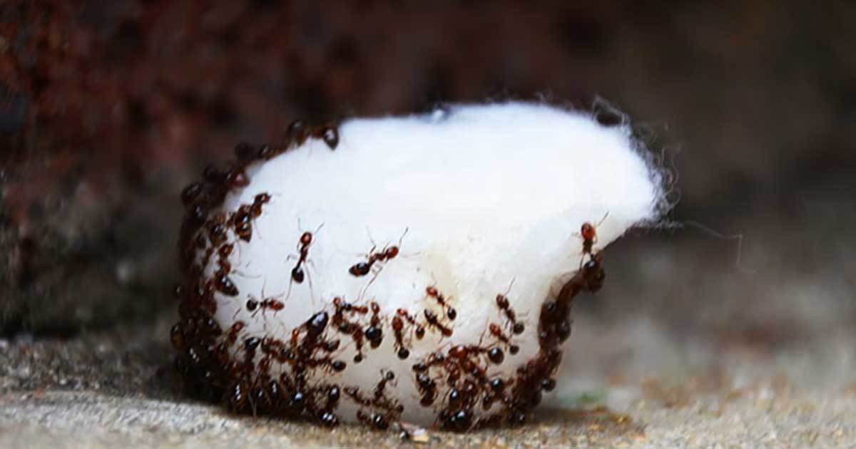 4 Ways to Get Rid of Ants and Keep Them Out of Your House