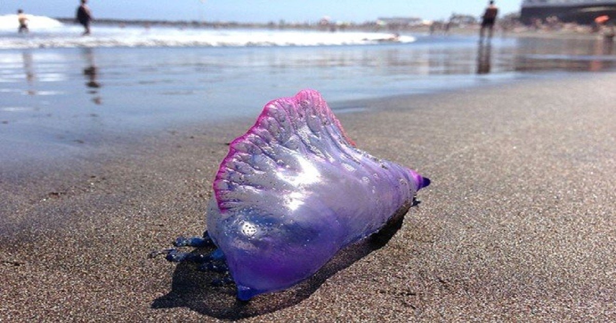 This Summer You Need To Be Careful Of This Exotic Thing Found On The Beach