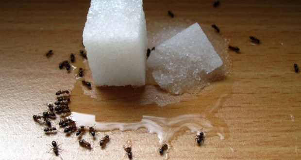 Exterminator Reveals How to Never See Ants in Our Home Again