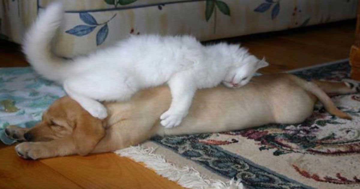 10 Funny Photos of Cats Using Dogs as Pillows