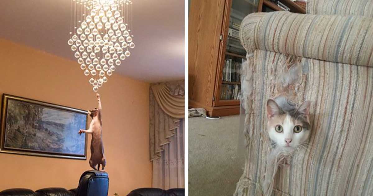 25 Weird Things Only Cat Owners Will Understand
