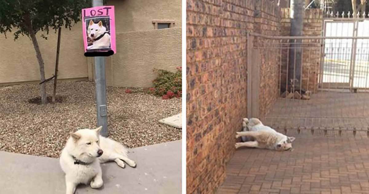 33 Funny Photos Proving Our Pets Are Complete Weirdos