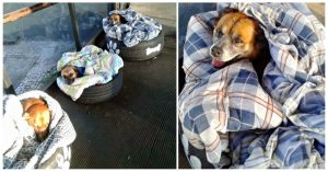 A Bus Station Did An Inspiring Act Of Kindness - New And Warm Beds For Homeless Dogs!