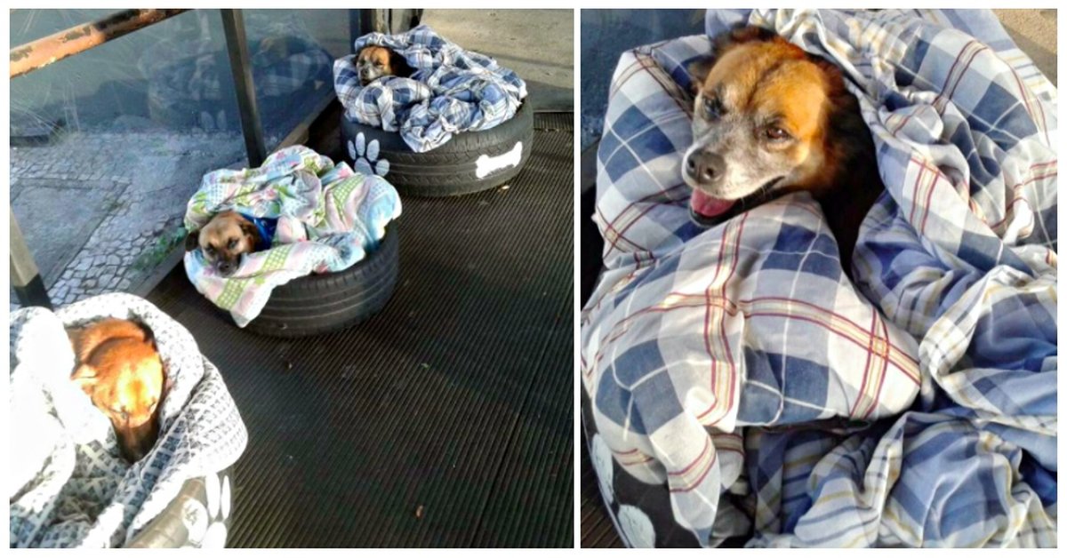 A Bus Station Did An Inspiring Act Of Kindness - New And Warm Beds For Homeless Dogs!