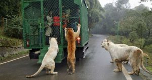 Free Animals & People In Cages - A ZOO In China Offers Great Excitement!