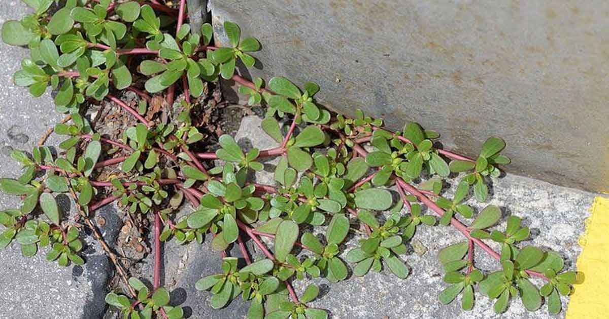 Purslane - Throw It or Eat It