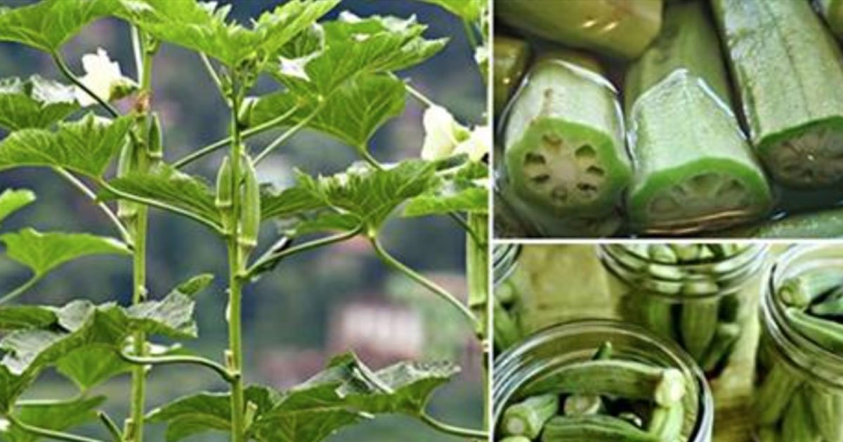 Soak Okra In A Glass Of Water And Consume It, The Benefits Are Incredible