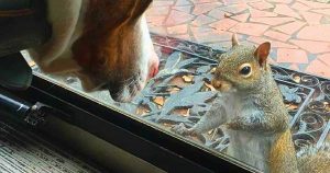 The Squirrel That Visits a Family Every Day for 8 Years Has Something Amazing to Show Them