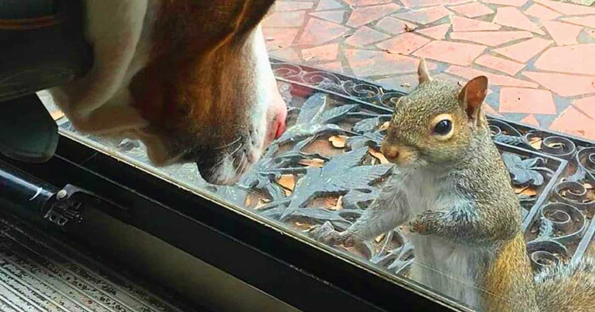 The Squirrel That Visits a Family Every Day for 8 Years Has Something Amazing to Show Them