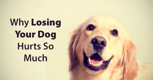 What Makes Dogs So Special & Why Losing Them Hurts So Much?