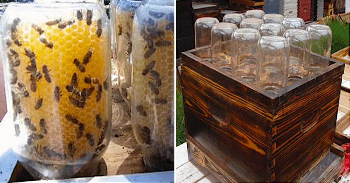 Innovative Way to Save the Bees - Homemade Beehive