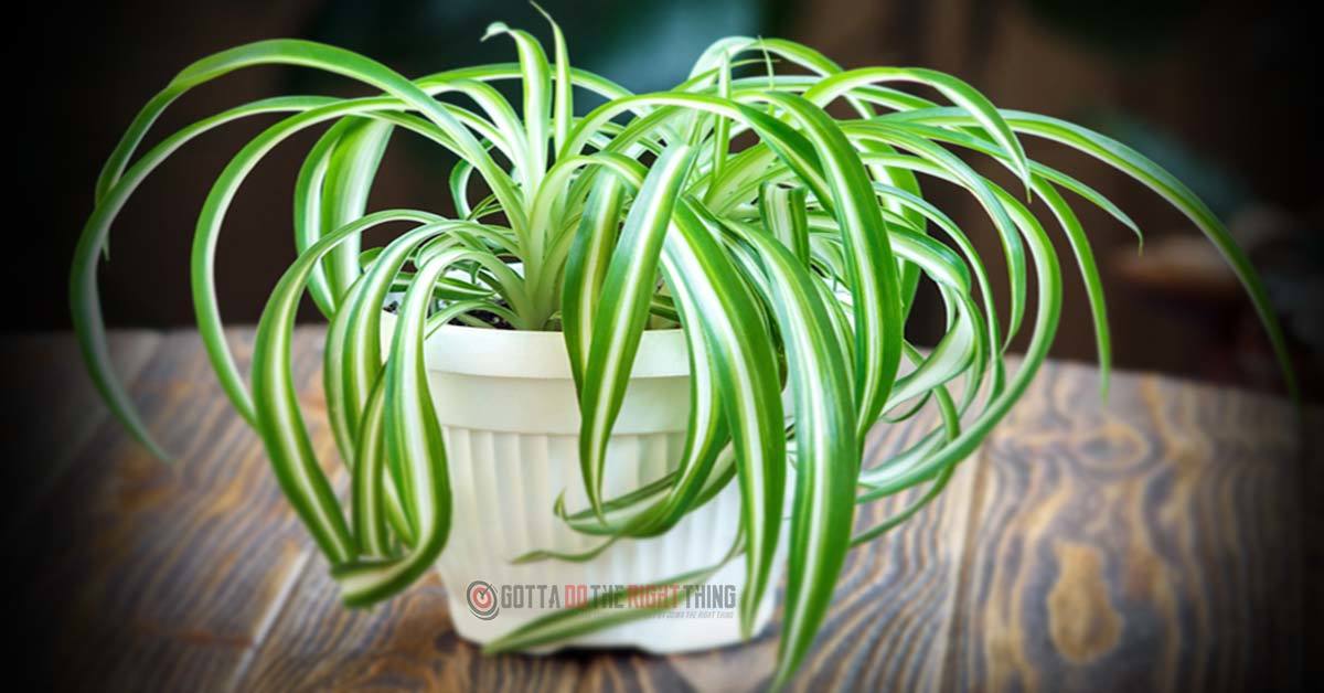 10 Plants to Keep in Your Home for Cleaner Air