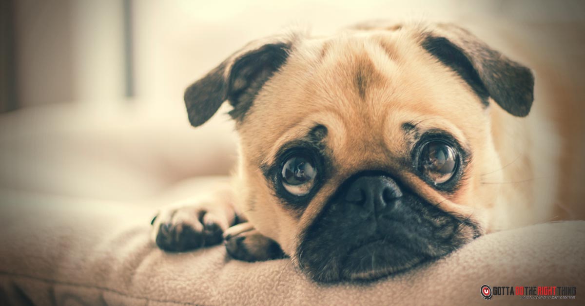 5 Things about Dogs You Thought Were True (But Really Aren't)