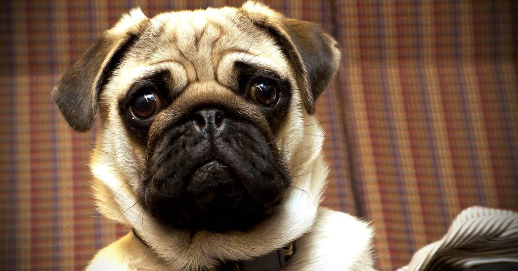 Can Dogs Really Tell If Someone Is Untrustworthy