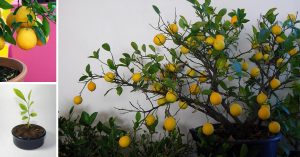 How to Grow a Lemon Tree at Home Using Just One Seed