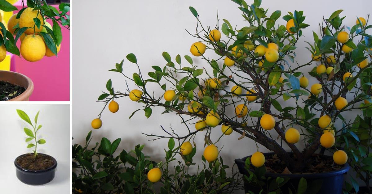 How to Grow a Lemon Tree at Home Using Just One Seed