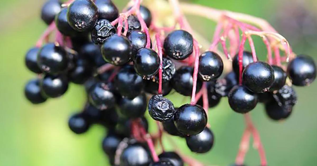Elderberry Can Help Treat the Flu, Strengthen Immunity and Prevent Colds, Scientists Say