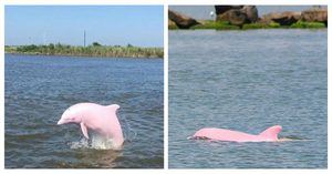 An Almost Extinct Pink Dolphin Gave Birth To Pink Calf