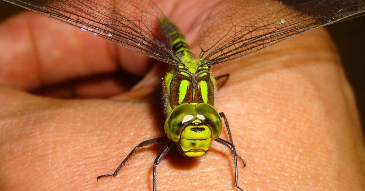 Dragonflies Can Eat Hundreds of Mosquitos a Day. Keep These Plants in The Yard to Attract Dragonflies