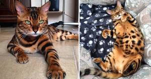 Here's Thor, The Most Beautiful Bengal Cat on the Planet!